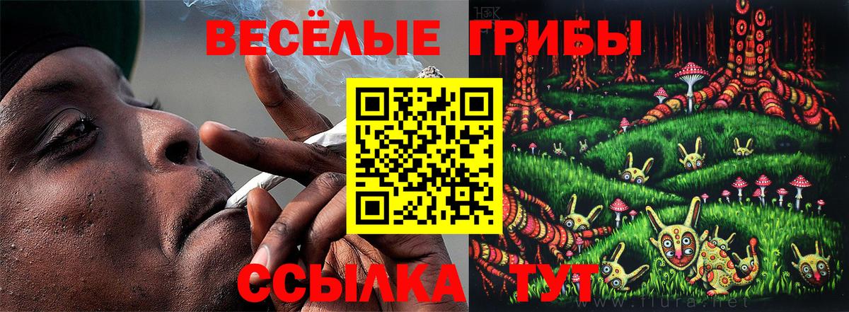 Псилоцибиновые грибы Cubensis Коркино